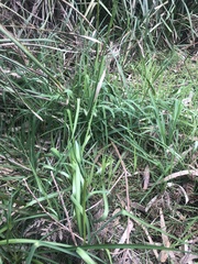 Arthropodium strictum