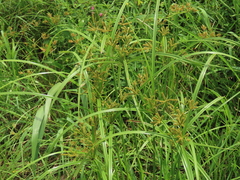 Cyperus imbricatus
