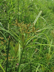 Cyperus imbricatus