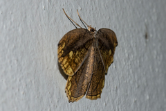 Pareumelea eugeniata