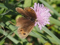 Erebia