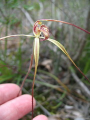 Caladenia caesarea caesarea