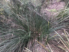 Xanthorrhoea minor lutea