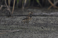 Motacilla citreola