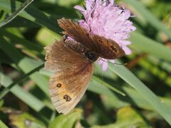 Erebia