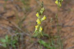 Linaria