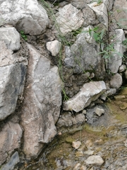 Planaeschna shanxiensis