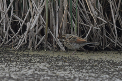 Emberiza schoeniclus