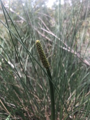 Xanthorrhoea minor lutea