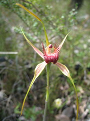 Caladenia pectinata