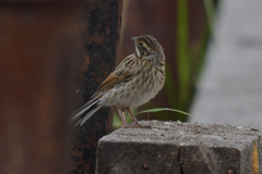 Emberiza schoeniclus