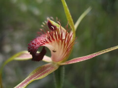 Caladenia pectinata