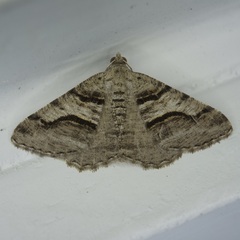 Digrammia continuata