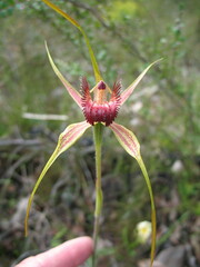 Caladenia pectinata