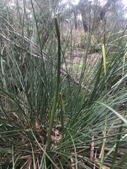 Xanthorrhoea minor lutea