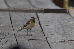 Motacilla citreola