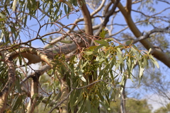 Eucalyptus loxophleba supralaevis