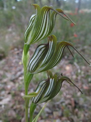 Pterostylis recurva