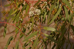 Eucalyptus loxophleba supralaevis