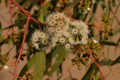 Eucalyptus loxophleba supralaevis