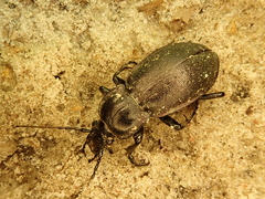 Carabus nemoralis