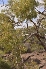 Eucalyptus loxophleba supralaevis