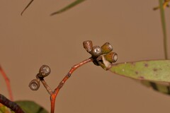 Eucalyptus loxophleba supralaevis