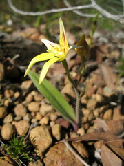 Caladenia flava flava