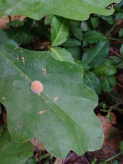Druon quercusflocci