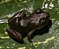 Eleutherodactylus johnstonei