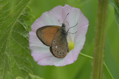 Coenonympha glycerion