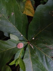 Druon quercusflocci