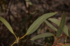 Eucalyptus loxophleba supralaevis