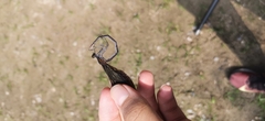 Atrocalopteryx atrata