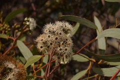 Eucalyptus loxophleba supralaevis