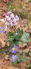Cyanella
