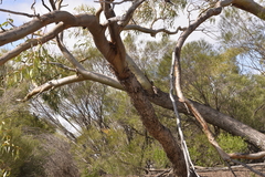 Eucalyptus loxophleba supralaevis