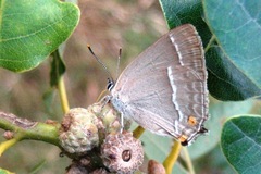 Favonius quercus
