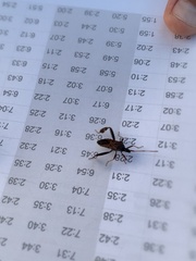 Leptoglossus corculus