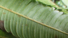 Sphaerostephanos elatus