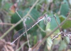 Sympecma fusca