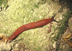 Arion