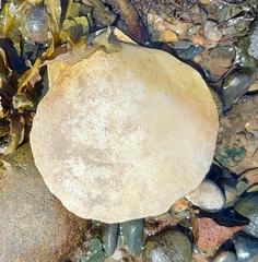 Placopecten magellanicus