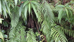 Sphaerostephanos elatus