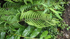 Sphaerostephanos elatus