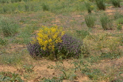 Ferula caspica