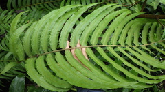 Sphaerostephanos elatus