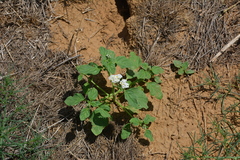 Heliotropium