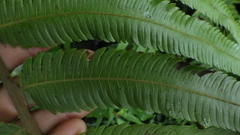 Sphaerostephanos elatus