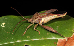 Meropachyini